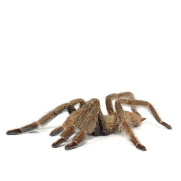 Trinidad Chevron Tarantula